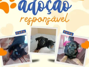 Cachorro raça SRD-ViraLata idade Abaixo de 2 meses nome Vc pode escolher 