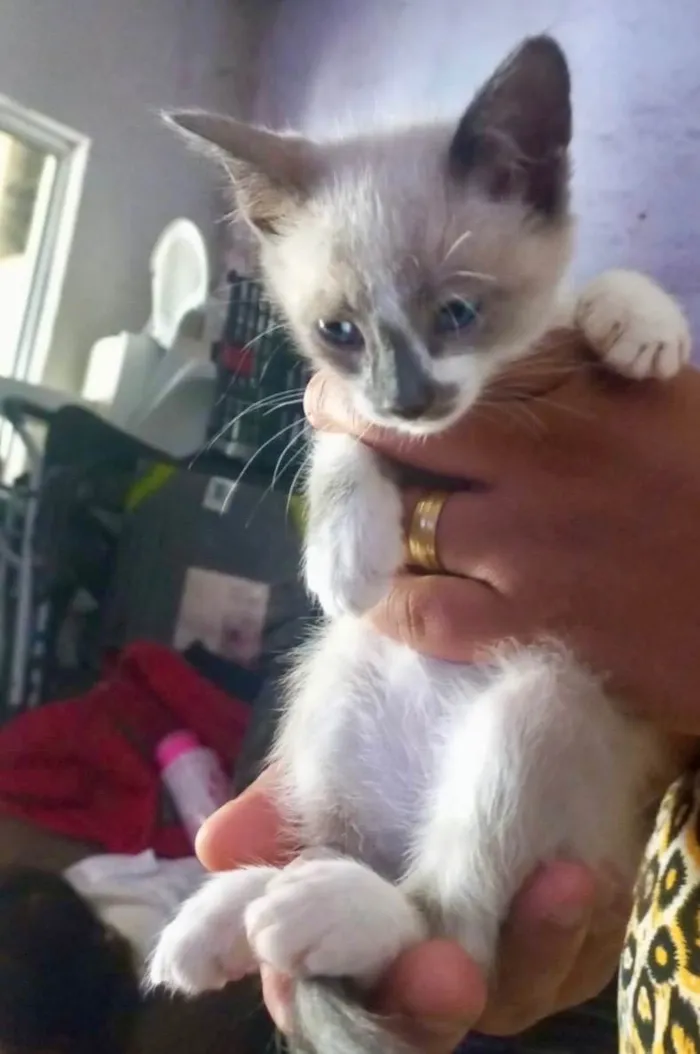 Gato ra a Siamês idade 2 a 6 meses nome Aurora