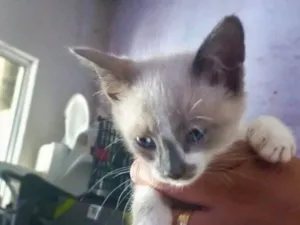 Gato raça Siamês idade 2 a 6 meses nome Aurora