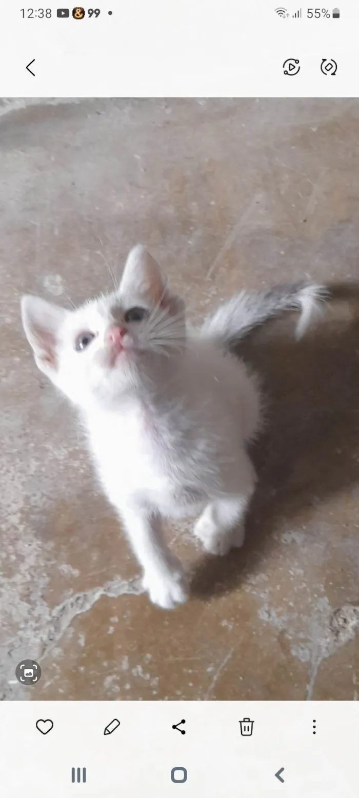 Gato ra a Angorá idade Abaixo de 2 meses nome Sem nome 