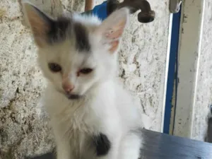 Gato raça SRD-ViraLata idade 2 a 6 meses nome Quatro filhotinhos