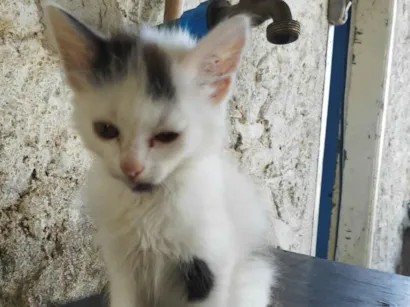 Gato raça SRD-ViraLata idade 2 a 6 meses nome Quatro filhotinhos