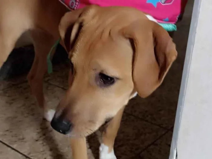 Cachorro ra a SRD-ViraLata idade 7 a 11 meses nome  Larisse Cristina dos Santos Teixeira