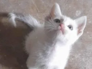 Gato raça Angorá idade Abaixo de 2 meses nome Sem nome 