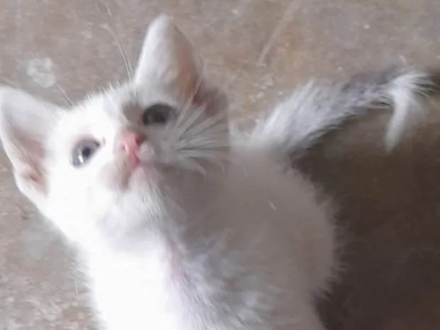 Gato ra a Angorá idade Abaixo de 2 meses nome Sem nome 