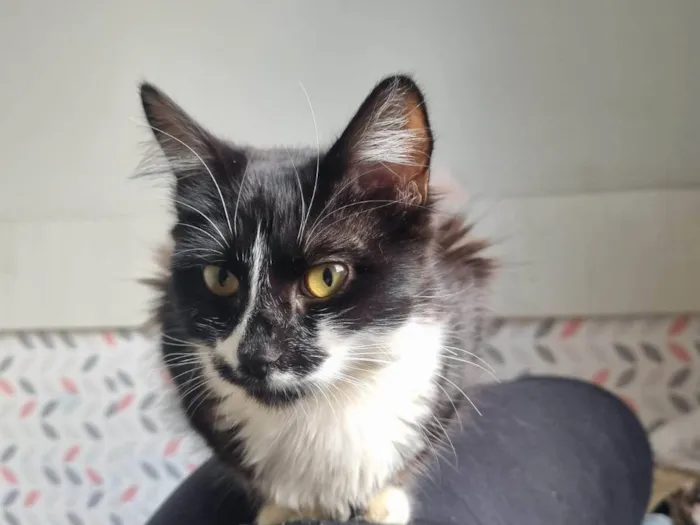 Gato ra a SRD-ViraLata idade 7 a 11 meses nome Frajola