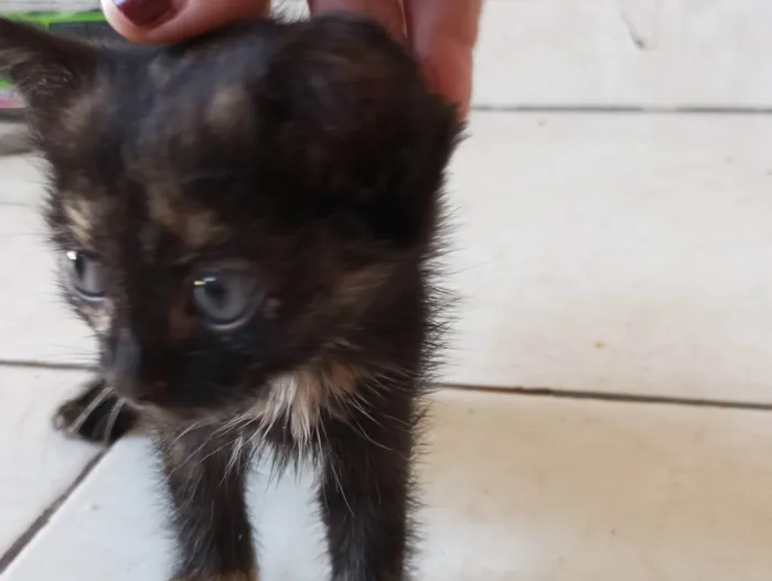 Gato ra a SRD-ViraLata idade Abaixo de 2 meses nome Whisky