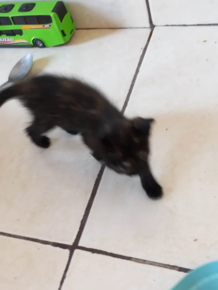 Gato ra a SRD-ViraLata idade Abaixo de 2 meses nome Whisky