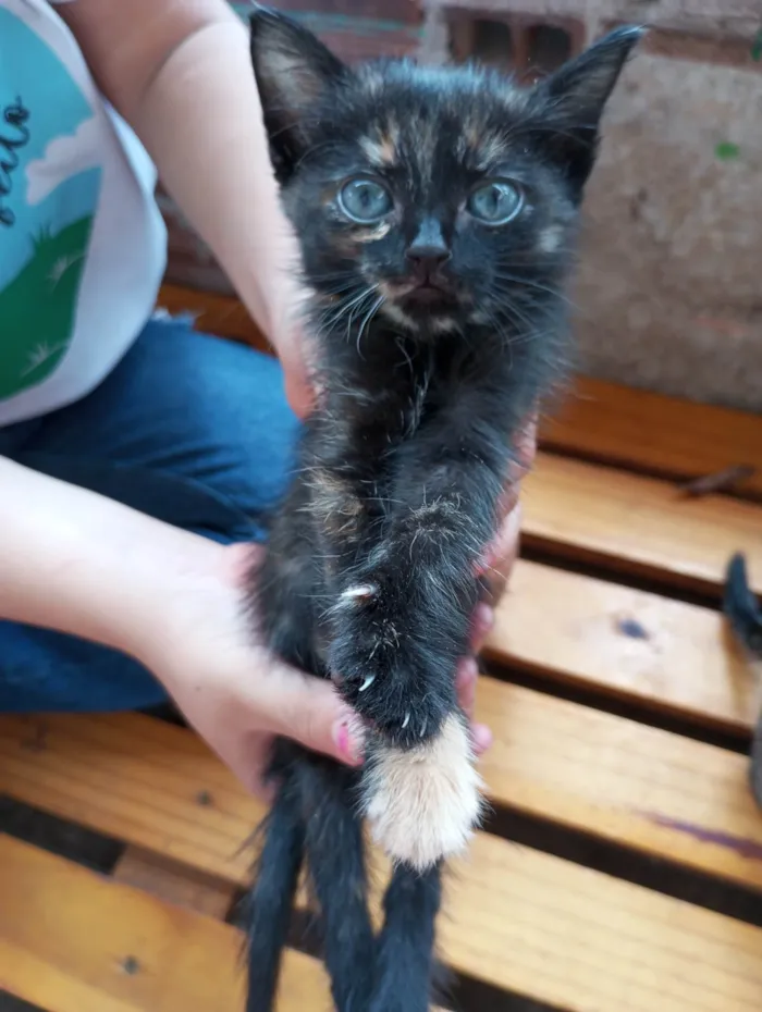 Gato ra a SRD-ViraLata idade Abaixo de 2 meses nome Whisky