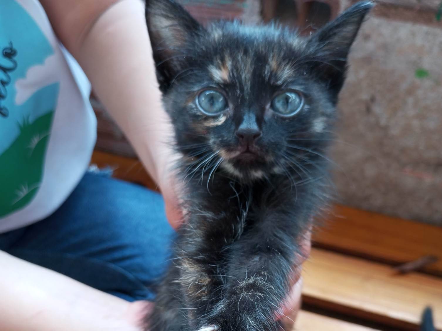 Gato ra a SRD-ViraLata idade Abaixo de 2 meses nome Whisky