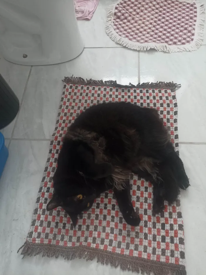 Gato ra a Persa idade 1 ano nome Isis