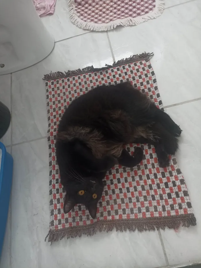 Gato ra a Persa idade 1 ano nome Isis