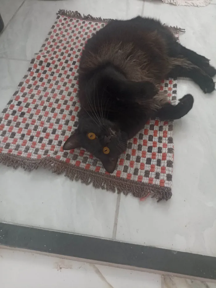 Gato ra a Persa idade 1 ano nome Isis