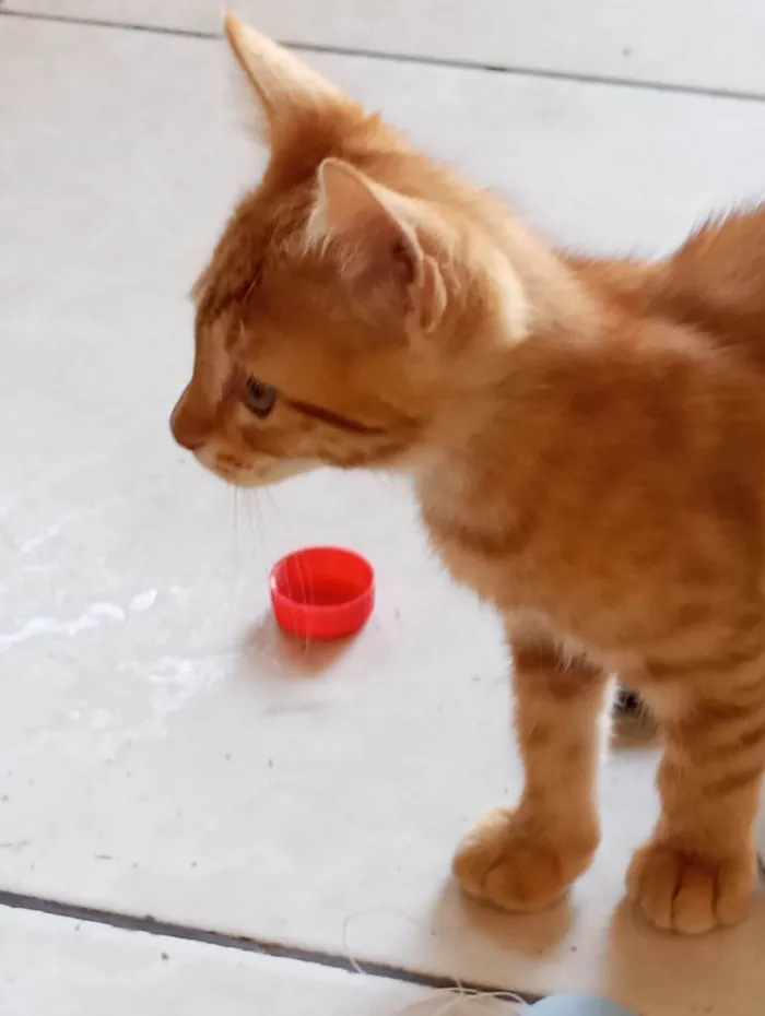 Gato ra a SRD-ViraLata idade 2 a 6 meses nome Cachaça