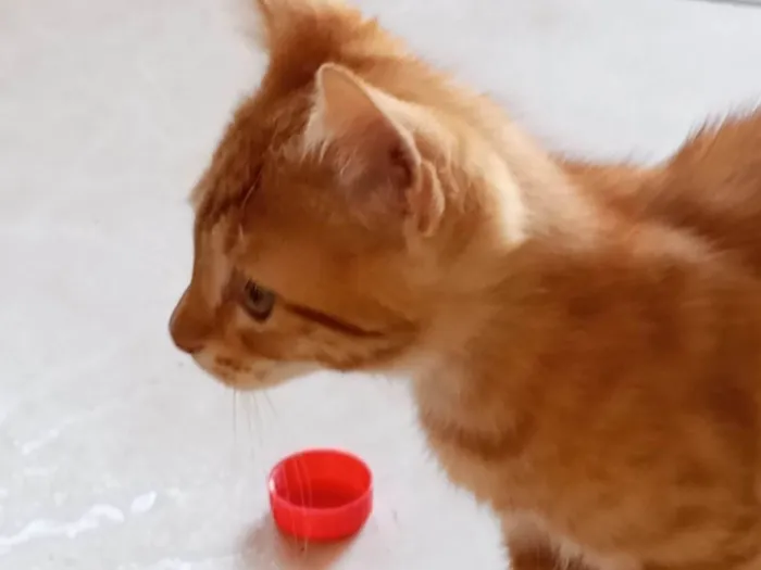 Gato ra a SRD-ViraLata idade 2 a 6 meses nome Cachaça