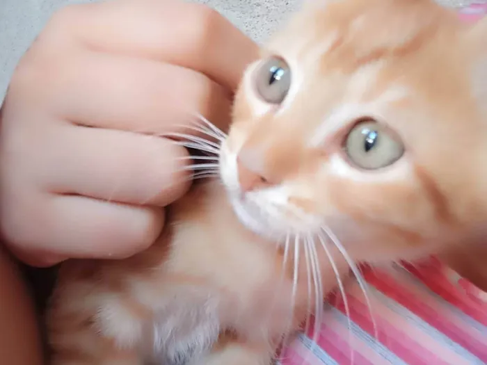 Gato ra a SRD-ViraLata idade 2 a 6 meses nome Cachaça