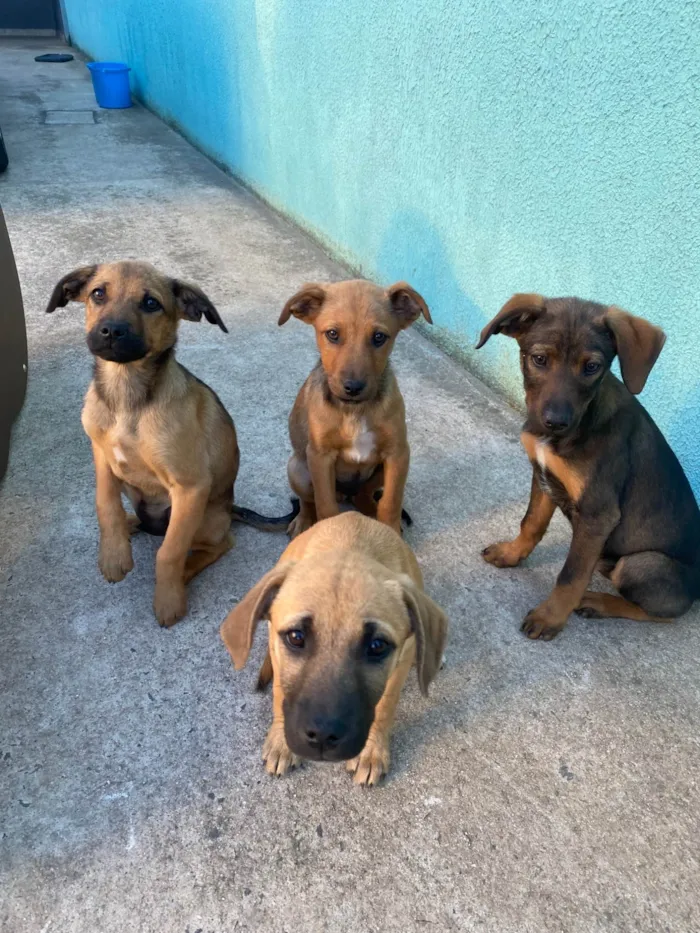 Cachorro ra a SRD-ViraLata idade 2 a 6 meses nome Sem nome