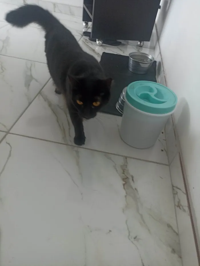 Gato ra a Persa idade 1 ano nome Isis