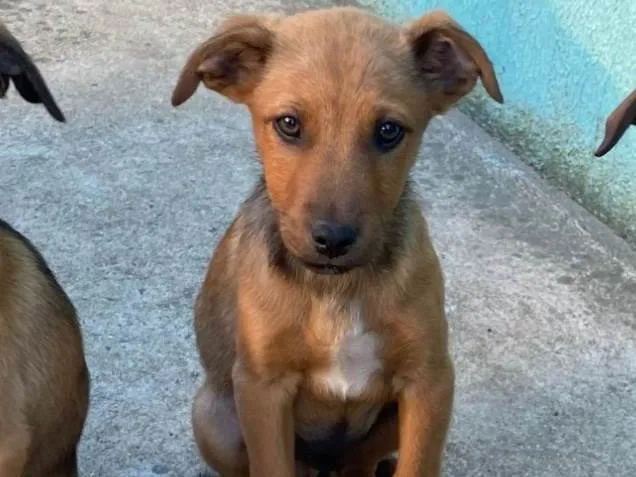 Cachorro ra a SRD-ViraLata idade 2 a 6 meses nome Sem nome