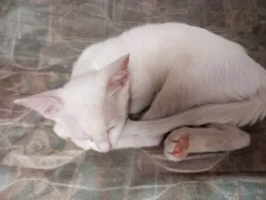 Gato raça SRD-ViraLata idade 2 a 6 meses nome Magali