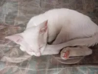 Gato raça SRD-ViraLata idade 2 a 6 meses nome Magali