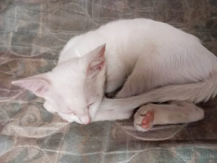 Gato ra a SRD-ViraLata idade 2 a 6 meses nome Magali