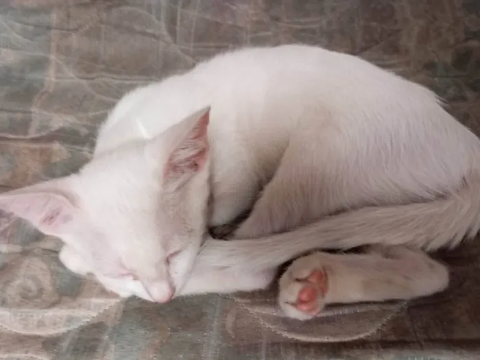 Gato ra a SRD-ViraLata idade 2 a 6 meses nome Magali