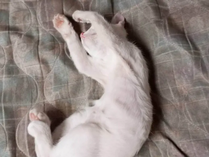 Gato ra a SRD-ViraLata idade 2 a 6 meses nome Magali