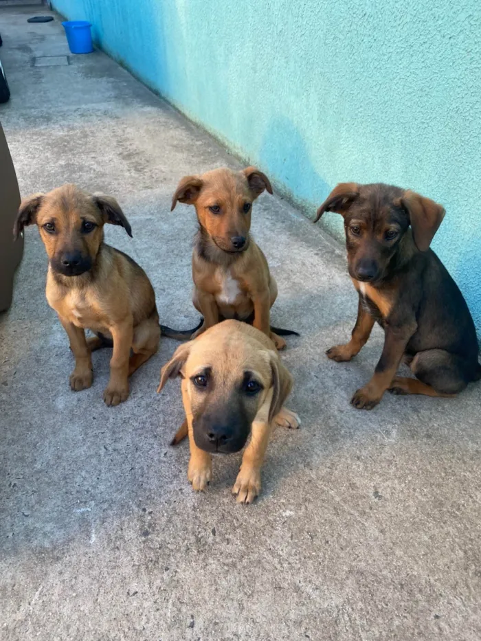 Cachorro ra a SRD-ViraLata idade 2 a 6 meses nome Sem nome