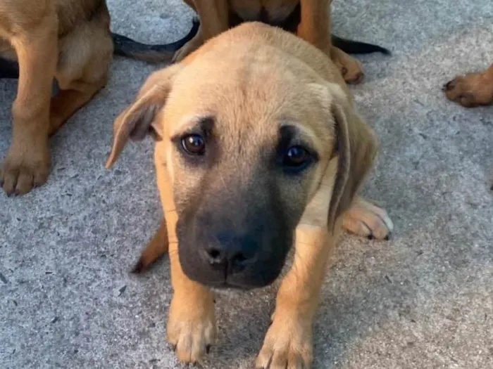Cachorro ra a SRD-ViraLata idade 2 a 6 meses nome Sem nome