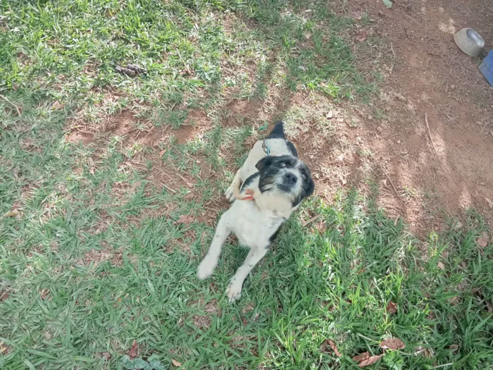 Cachorro ra a SRD-ViraLata idade 4 anos nome Lola