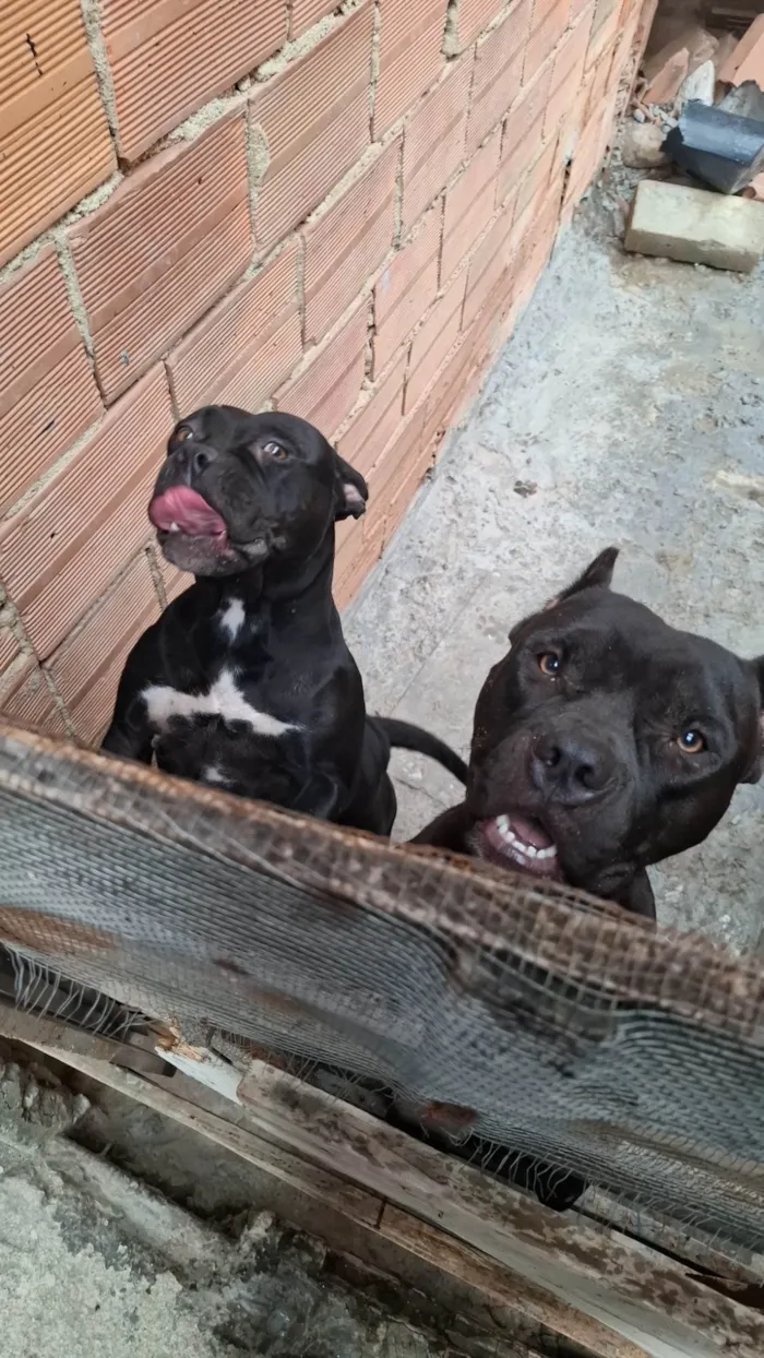 Cachorro ra a Pit-Bull idade 2 anos nome César 