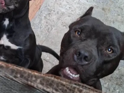 Cachorro ra a Pit-Bull idade 2 anos nome César 