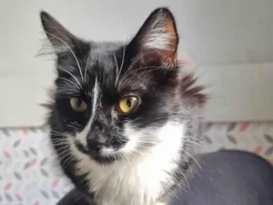 Gato raça SRD-ViraLata idade 7 a 11 meses nome Frajola