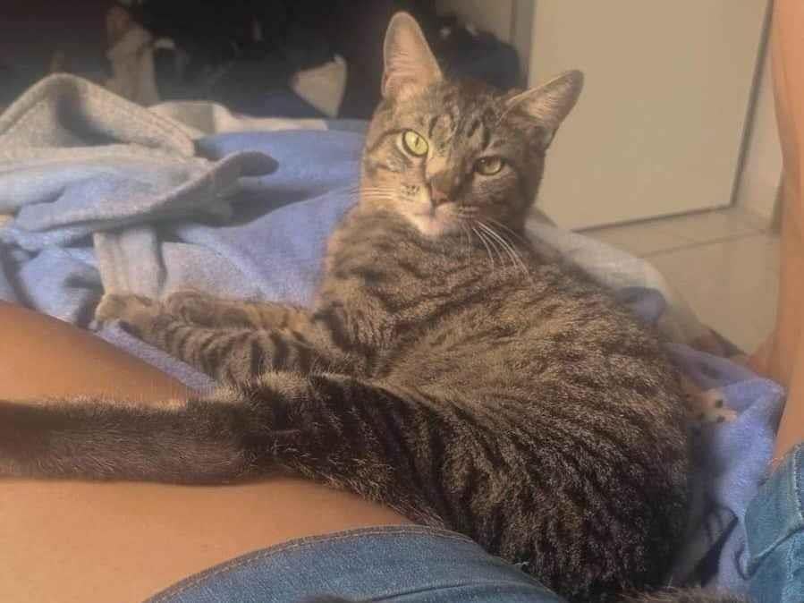 Gato ra a SRD-ViraLata idade 7 a 11 meses nome Tigrinho