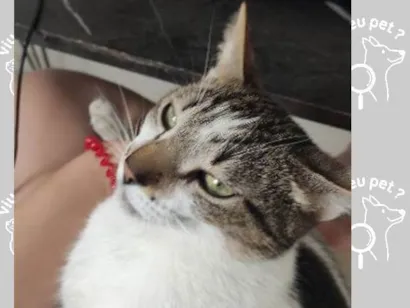 Gato ra a SRD-ViraLata idade 2 anos nome Raggi 
