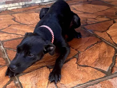 Cachorro raça Pit-Bull idade Abaixo de 2 meses nome Pandora 
