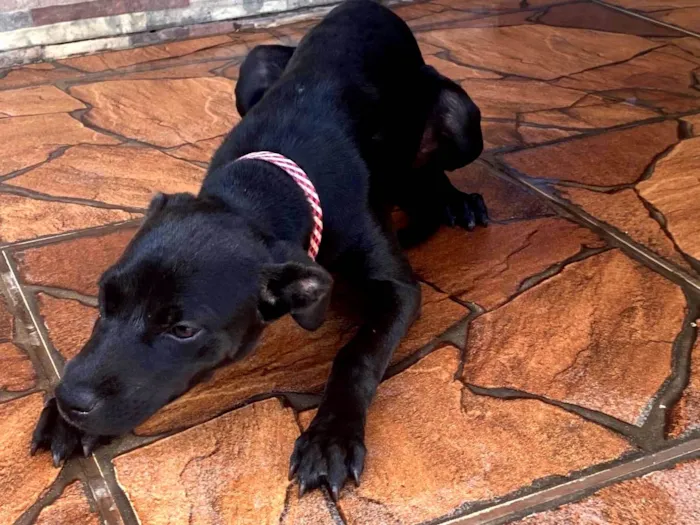 Cachorro ra a Pit-Bull idade Abaixo de 2 meses nome Pandora 