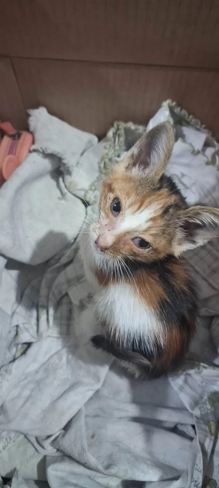 Gato ra a SRD-ViraLata idade Abaixo de 2 meses nome Nairóbi