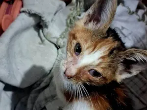 Gato ra a SRD-ViraLata idade Abaixo de 2 meses nome Nairóbi