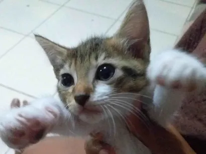 Gato raça SRD-ViraLata idade 2 a 6 meses nome Duas gatinhas 