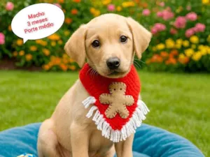 Cachorro raça SRD-ViraLata idade 2 a 6 meses nome Enzo