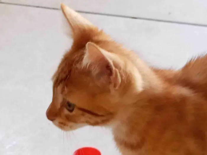 Gato ra a SRD-ViraLata idade 2 a 6 meses nome Cachaça