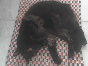 Gato raça Persa idade 1 ano nome Isis