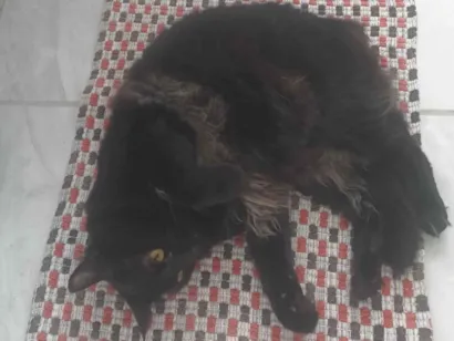 Gato raça Persa idade 1 ano nome Isis