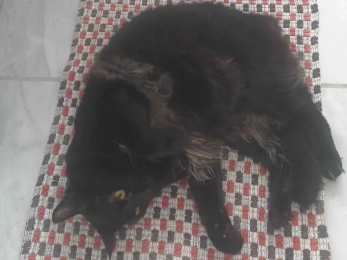 Gato ra a Persa idade 1 ano nome Isis