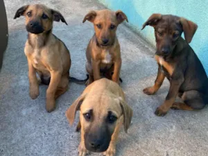 Cachorro raça SRD-ViraLata idade 2 a 6 meses nome Sem nome