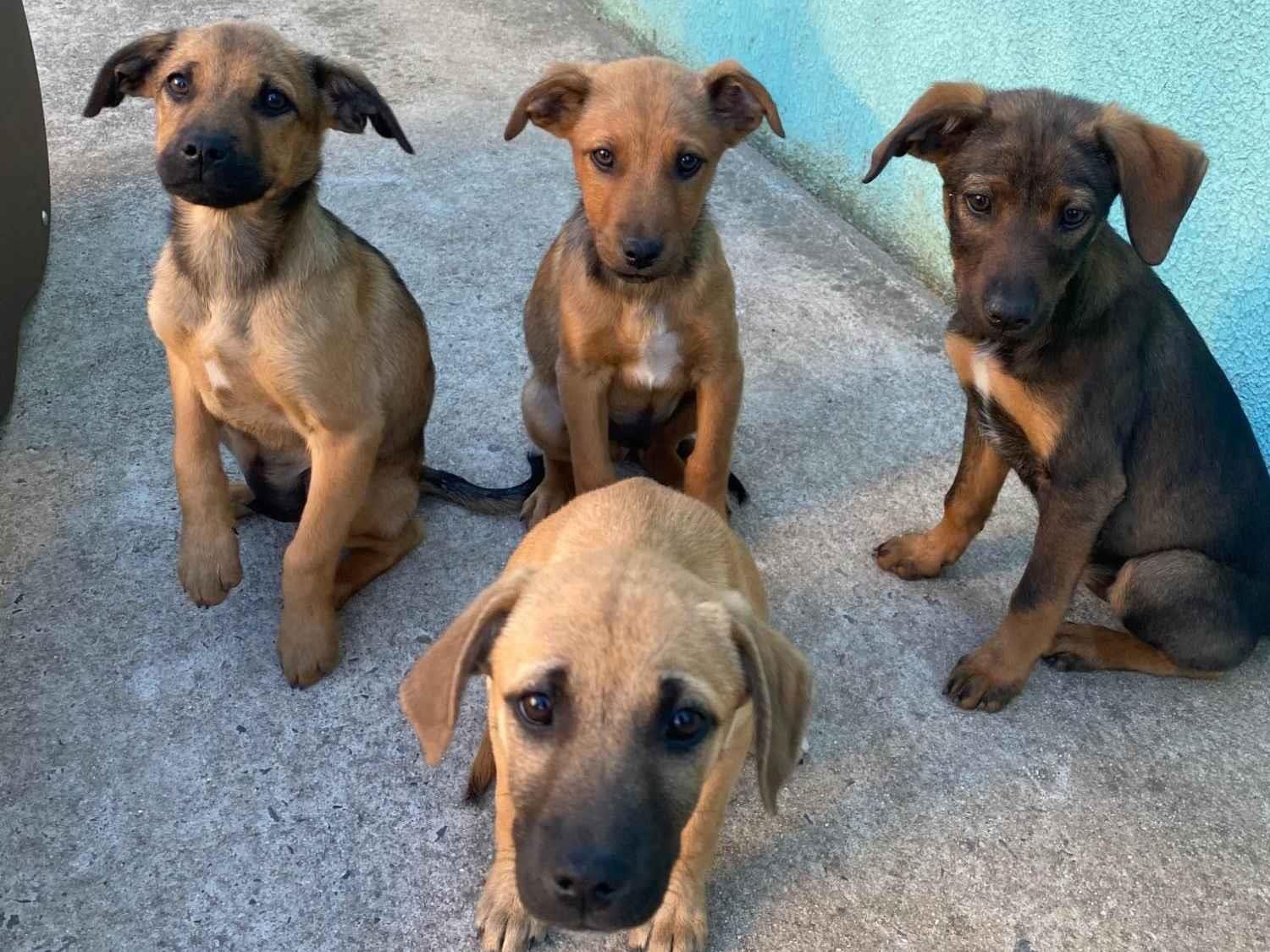 Cachorro ra a SRD-ViraLata idade 2 a 6 meses nome Sem nome