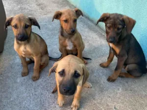 Cachorro raça SRD-ViraLata idade 2 a 6 meses nome Sem nome