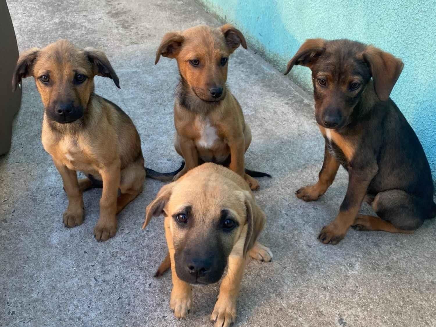 Cachorro ra a SRD-ViraLata idade 2 a 6 meses nome Sem nome